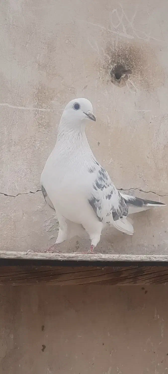 کفتر گرفتنی|پرنده|ری, دولت‌آباد|دیوار