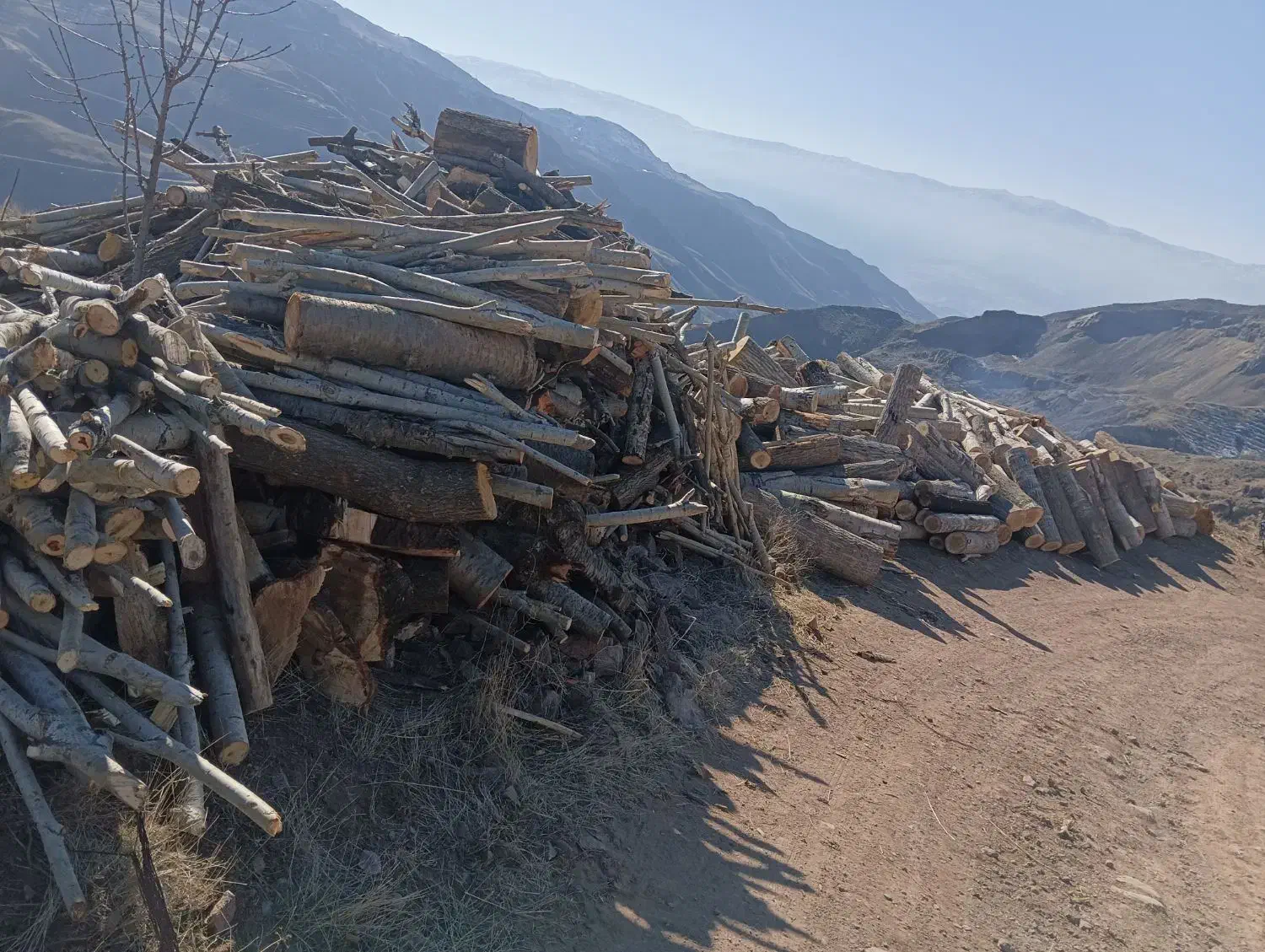 خرید برش درخت و چوب|خدمات باغبانی و درختکاری|محمدیه-قزوین, |دیوار