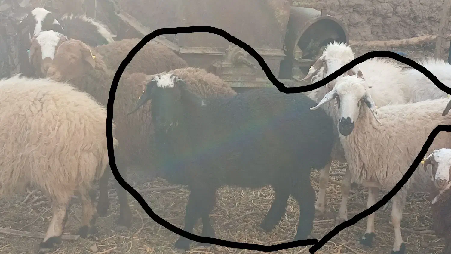 میش و بره ماده ۳ماه|حیوانات مزرعه|کرمان, |دیوار