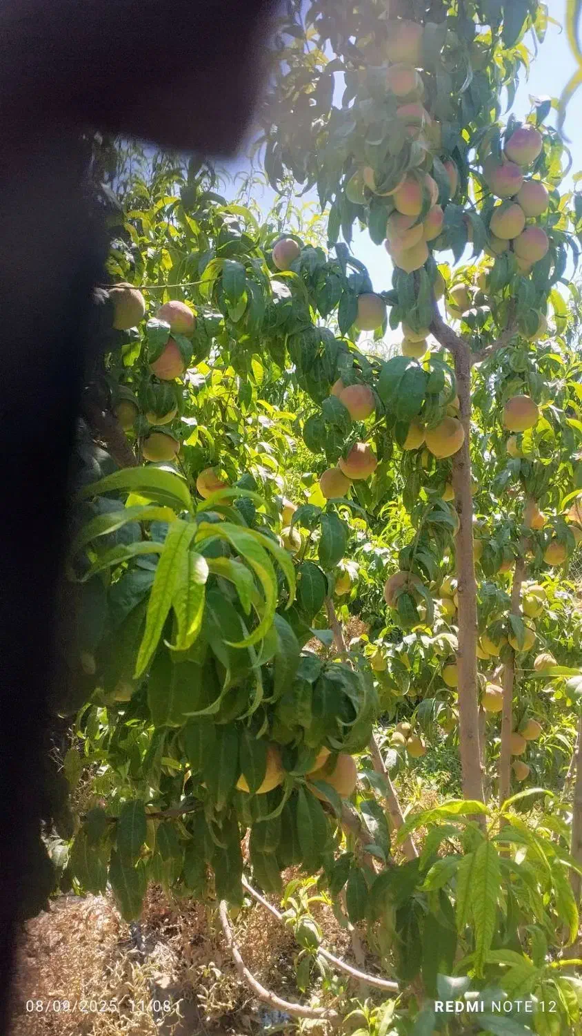 باغ ویلایی|فروش خانه و ویلا|صوفیان, |دیوار