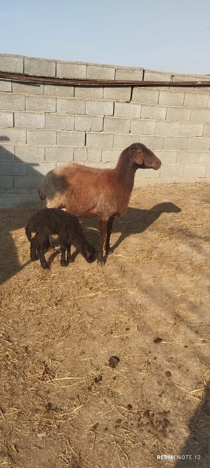 گوسفند|حیوانات مزرعه|سیمین شهر, |دیوار