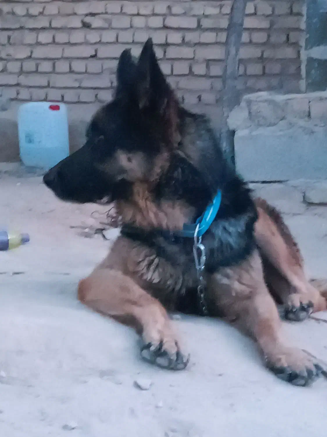 ژرمن کلاسیک نر|سگ|لار, |دیوار