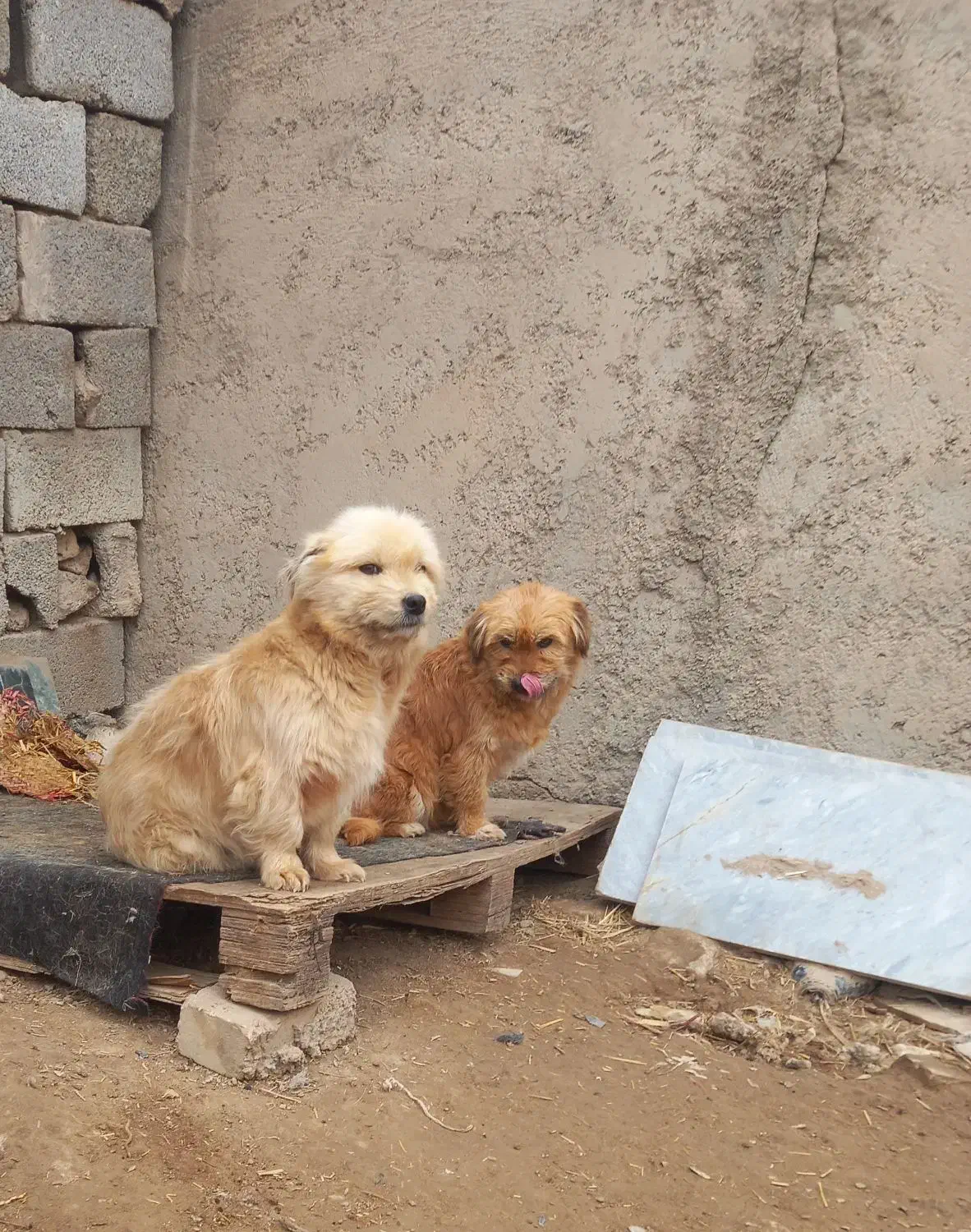 تعدادی سگ پاکوتاه|سگ|هشتگرد, شهرک راه آهن|دیوار