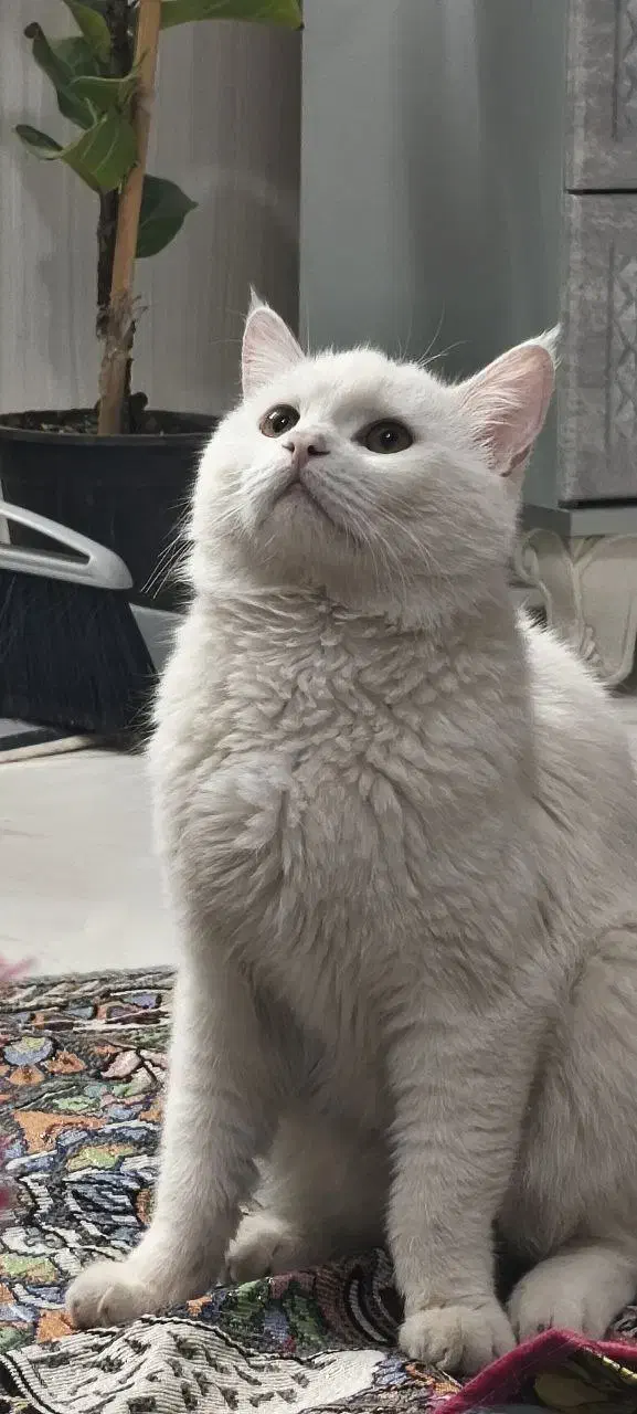 واگذاری گربه|گربه|کرمان, |دیوار