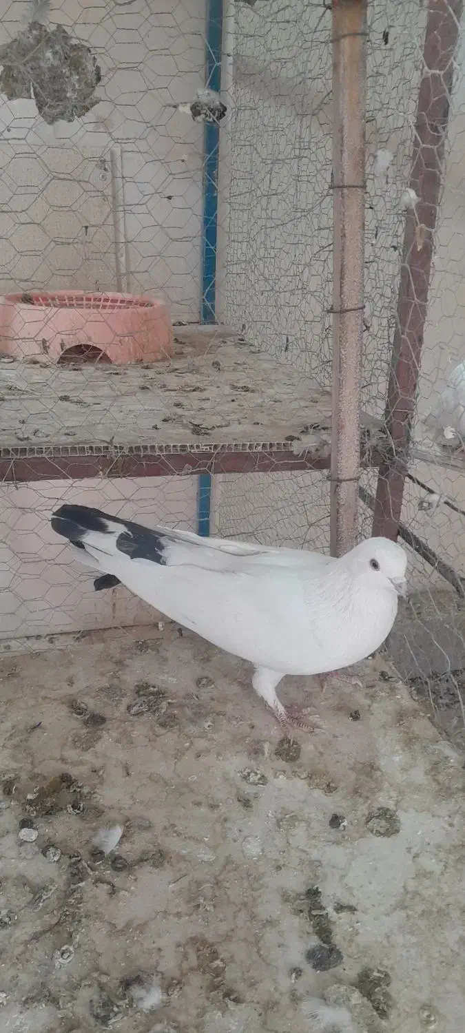 کبوتر سفید کاشونی|پرنده|سامان, |دیوار
