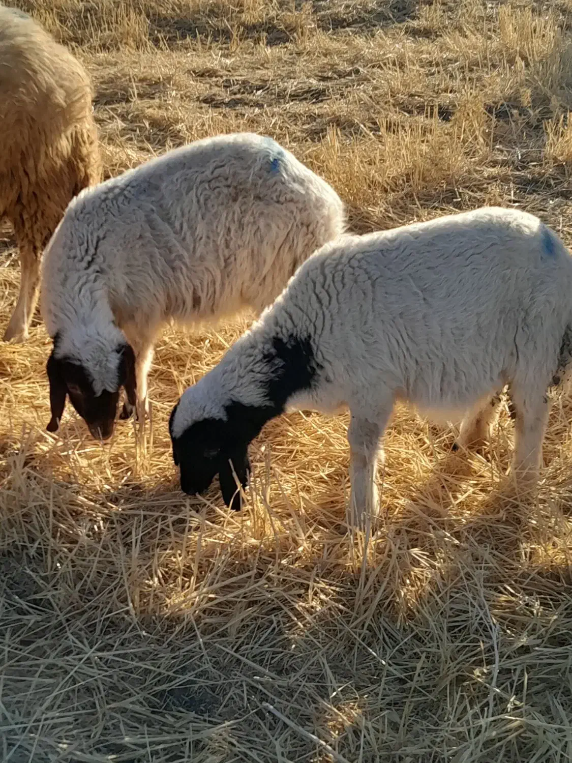 بره نروماده|حیوانات مزرعه|کوزران, |دیوار