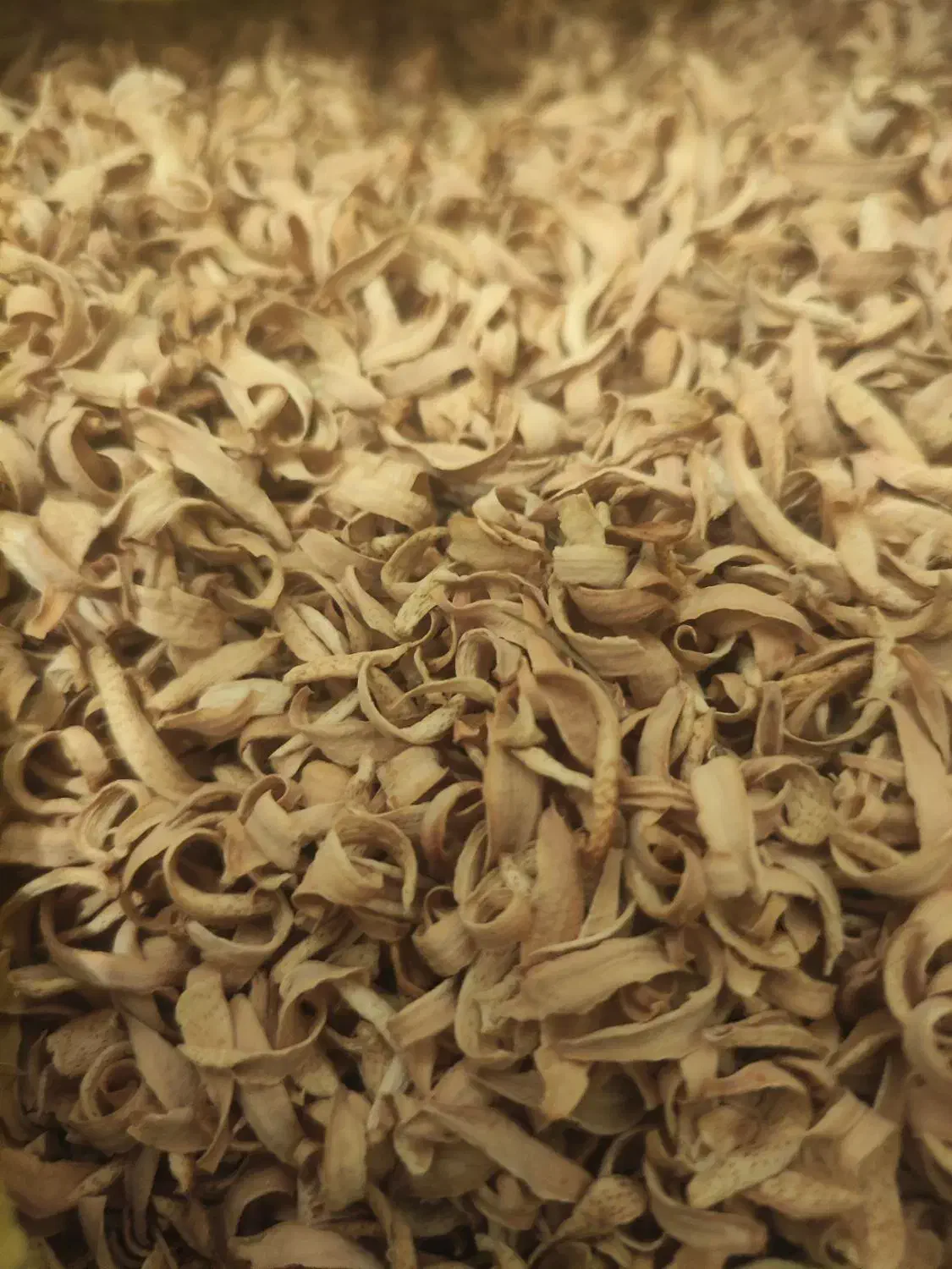 گل بهارنارنج|گل و گیاه طبیعی|نورآباد ممسنی, |دیوار