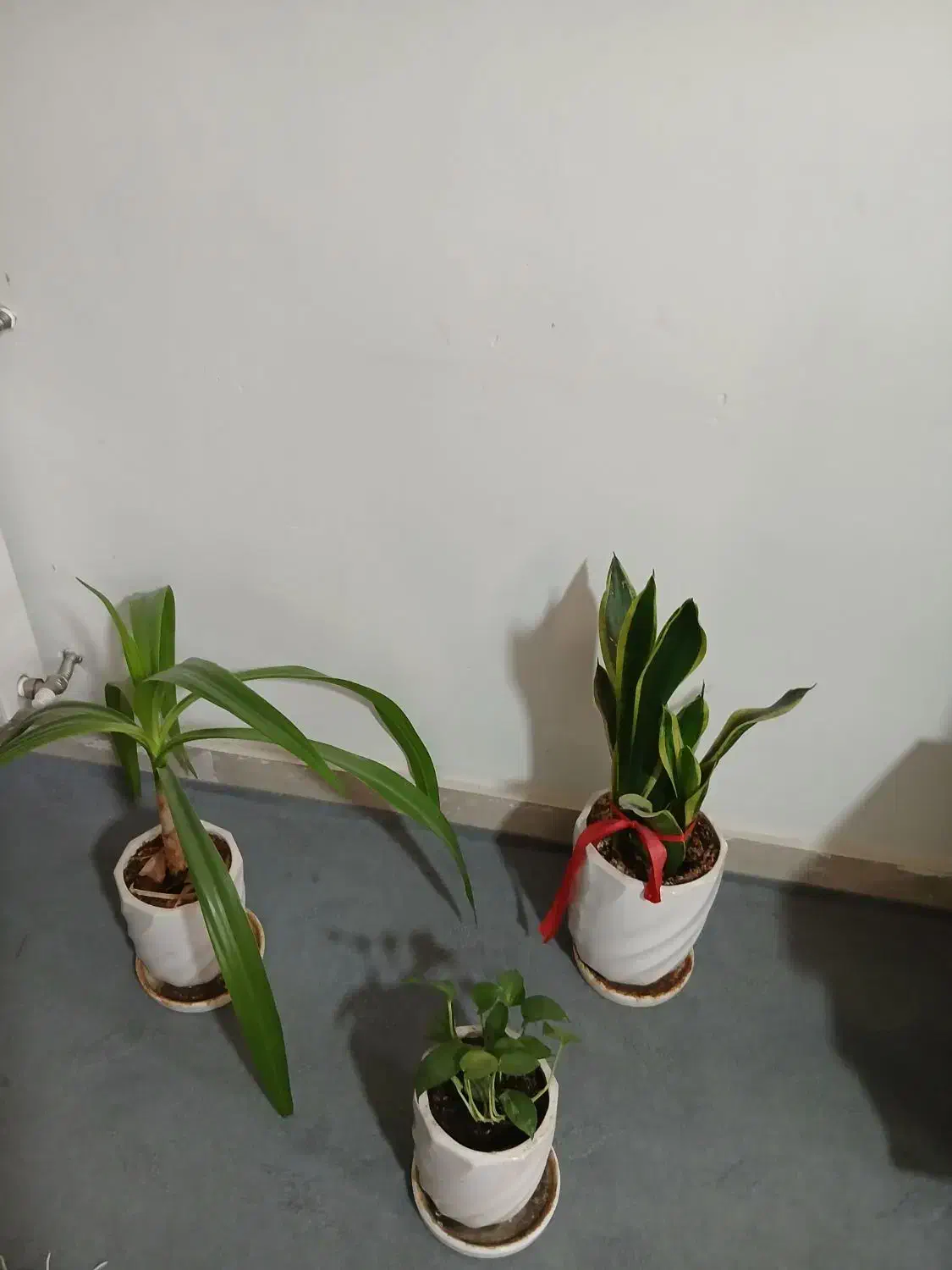 گل زیبا|گل و گیاه طبیعی|شاهینشهر, شهرک گلدیس|دیوار