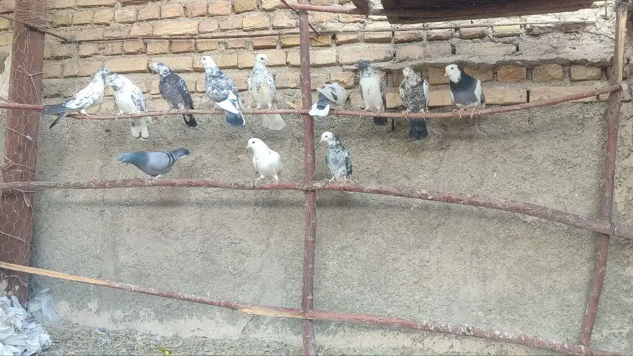 کبوتر|پرنده|جوادآباد, |دیوار