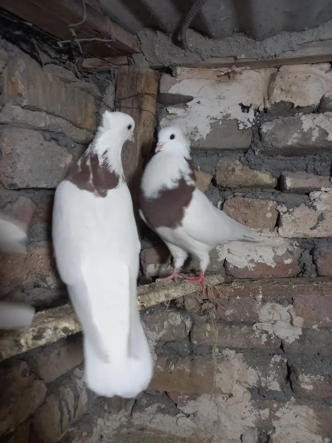 طوقی|پرنده|دورود, |دیوار