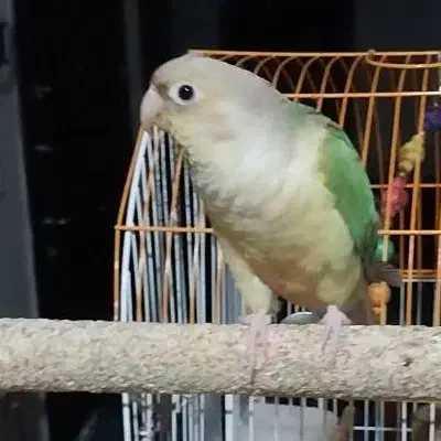 گیرینچیک گمشده|حیوانات|تهران, ستارخان|دیوار