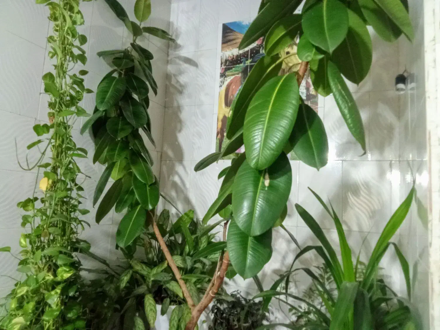 گل فیکوس|گل و گیاه طبیعی|بیضا, |دیوار