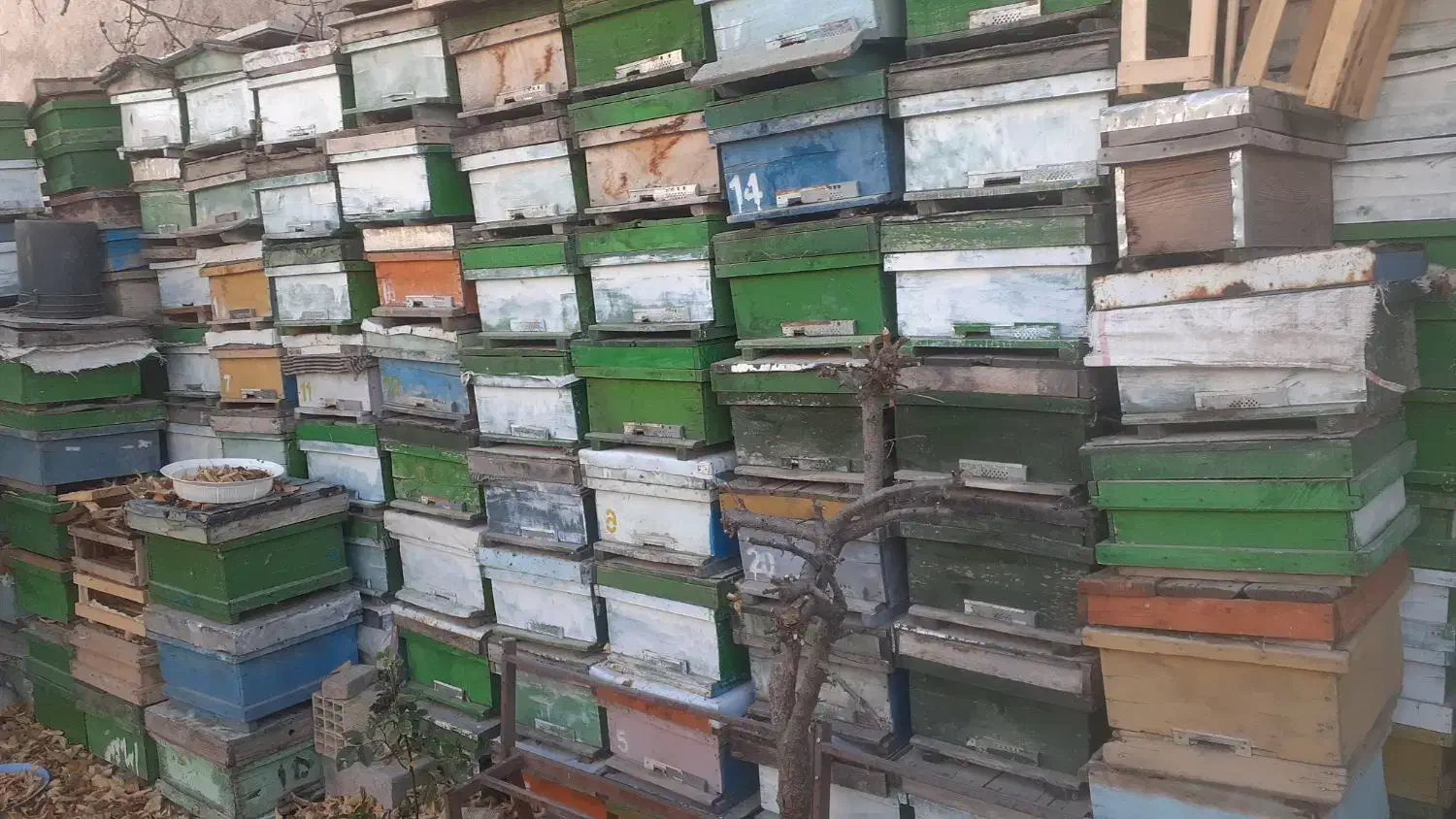 کندوی زنبور عسل مربع و آمریکایی|حیوانات مزرعه|نیر (اردبیل), |دیوار