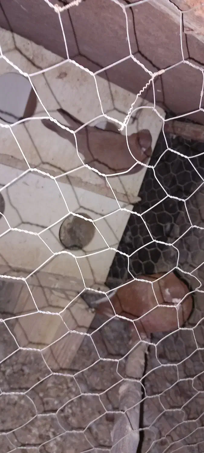 کبوتر زرد و سرخ|پرنده|عسگران, |دیوار