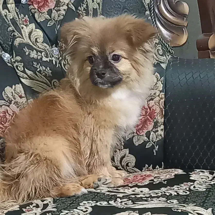 واگذاری سگ پامر خرسی|سگ|گلبهار, شهر جدید گلبهار|دیوار