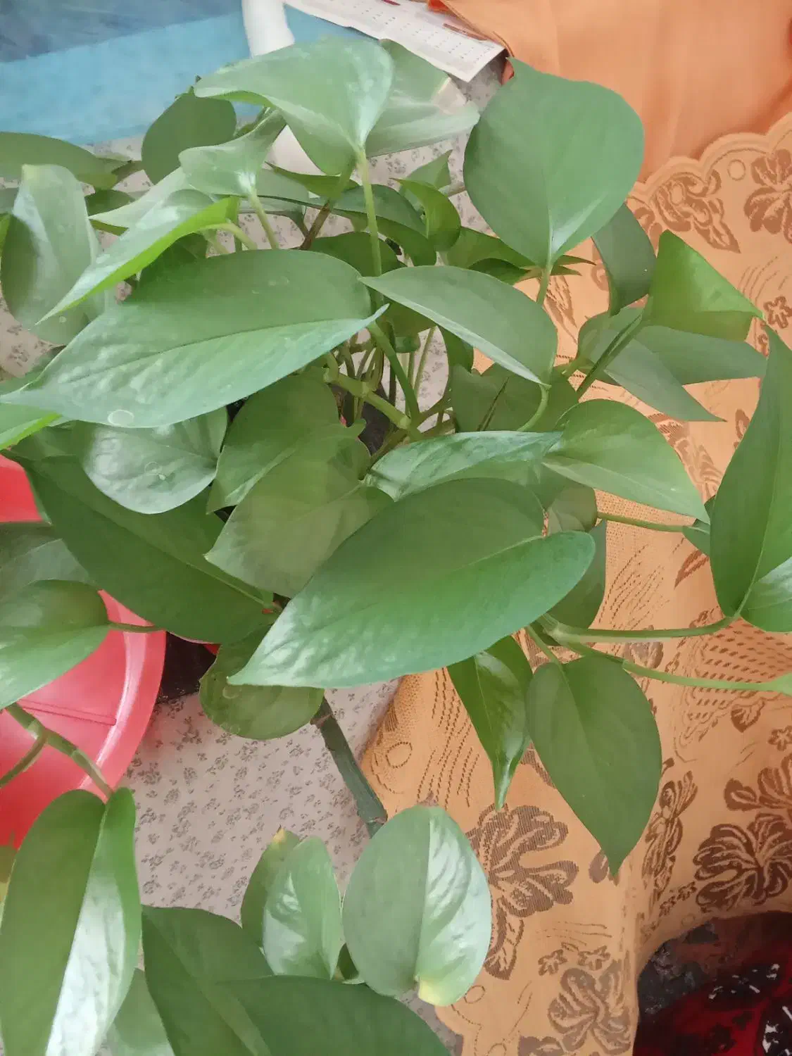 گل های خوشکل آپارتمانی|گل و گیاه طبیعی|بیرجند, |دیوار