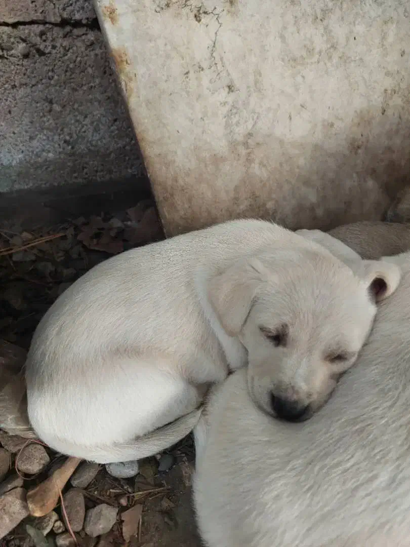 شیتزو تریر|سگ|سنگر, |دیوار