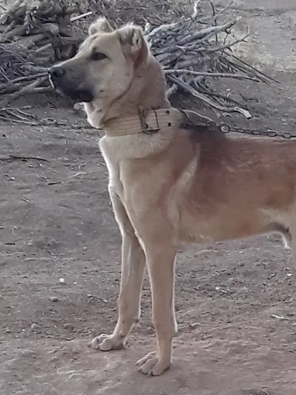 سگ سرابی|سگ|بروجرد, |دیوار