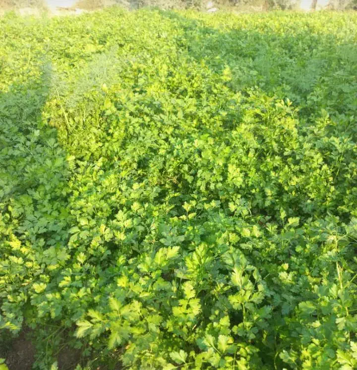 سبزی خورشتی|خوردنی و آشامیدنی|شوش, |دیوار