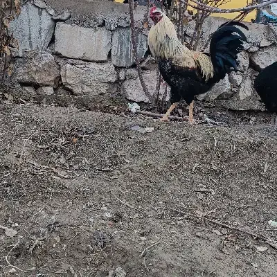 خروس محلی|حیوانات مزرعه|جلفا, |دیوار