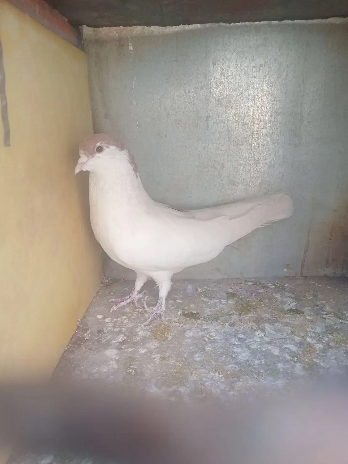 کفتر ساده|پرنده|مشهد, نیزه|دیوار