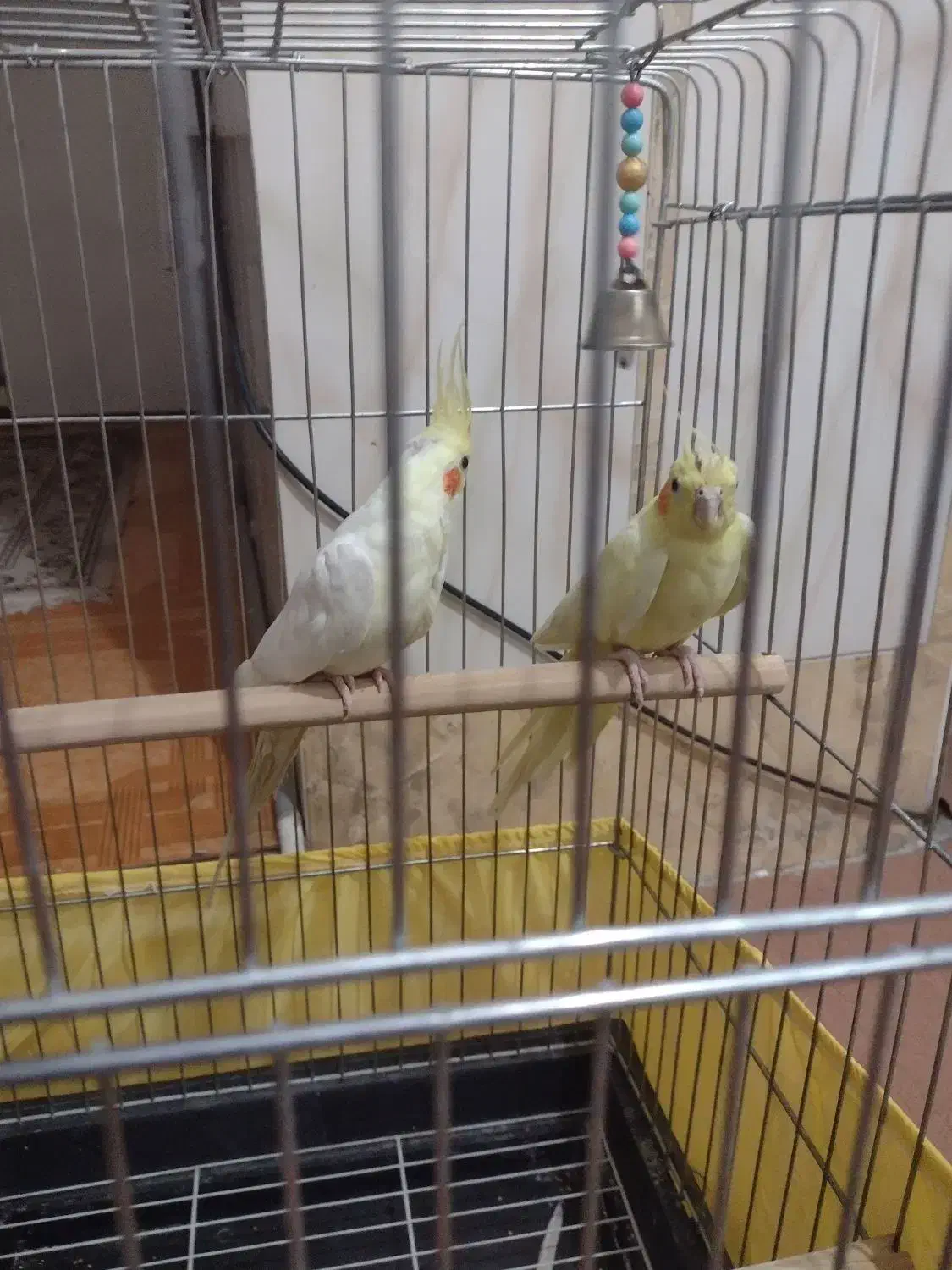 یک جفت عروس هلندی لوتینو صددرصد مولد تضمینی 4 تخم|پرنده|بومهن, |دیوار