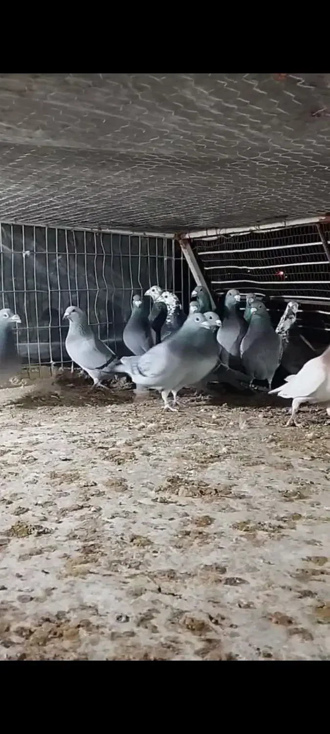 تیپ نر|پرنده|خوسف, |دیوار