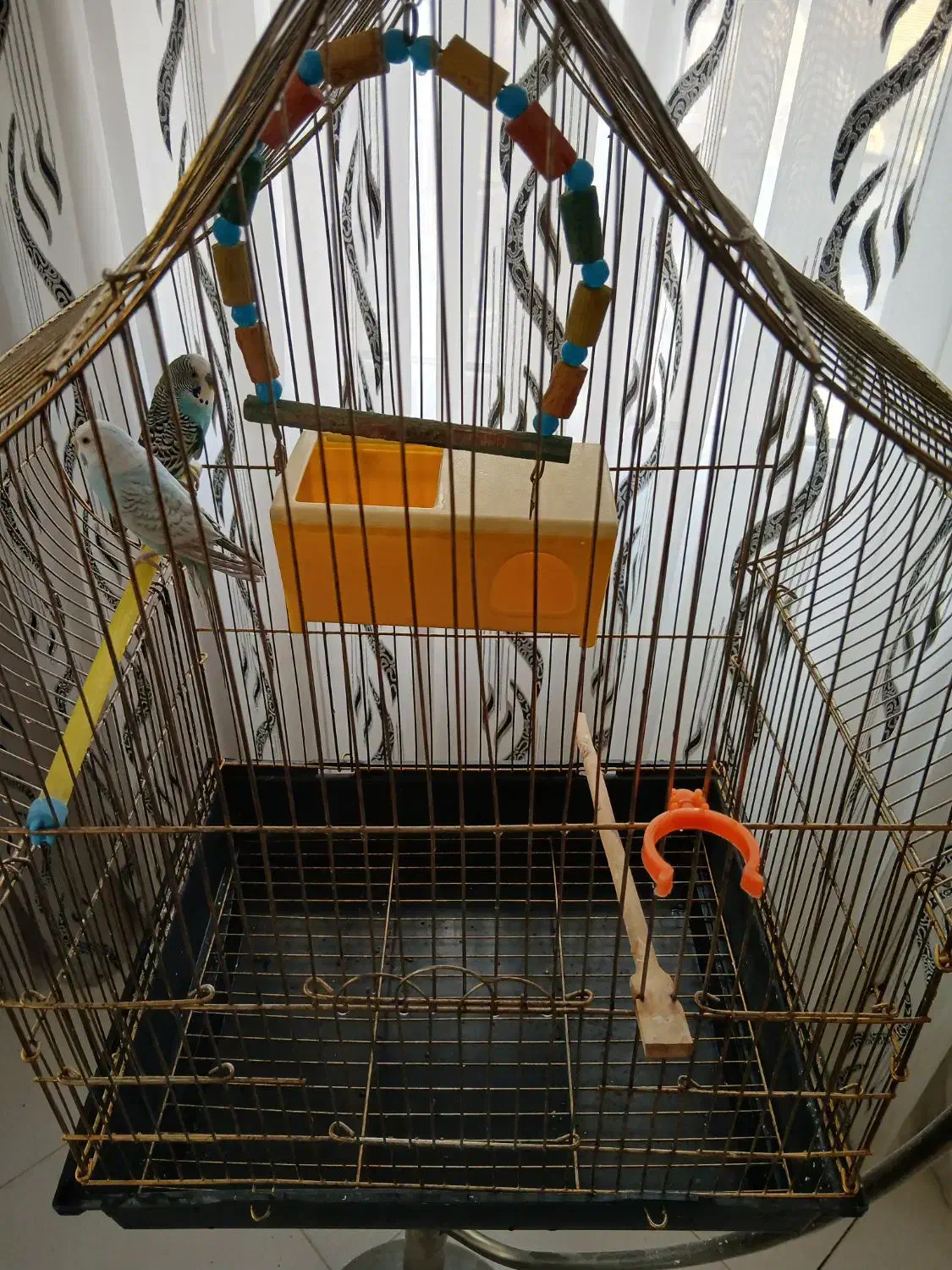 مرغ عشق به همراه قفس و پایه|پرنده|ارومیه, |دیوار