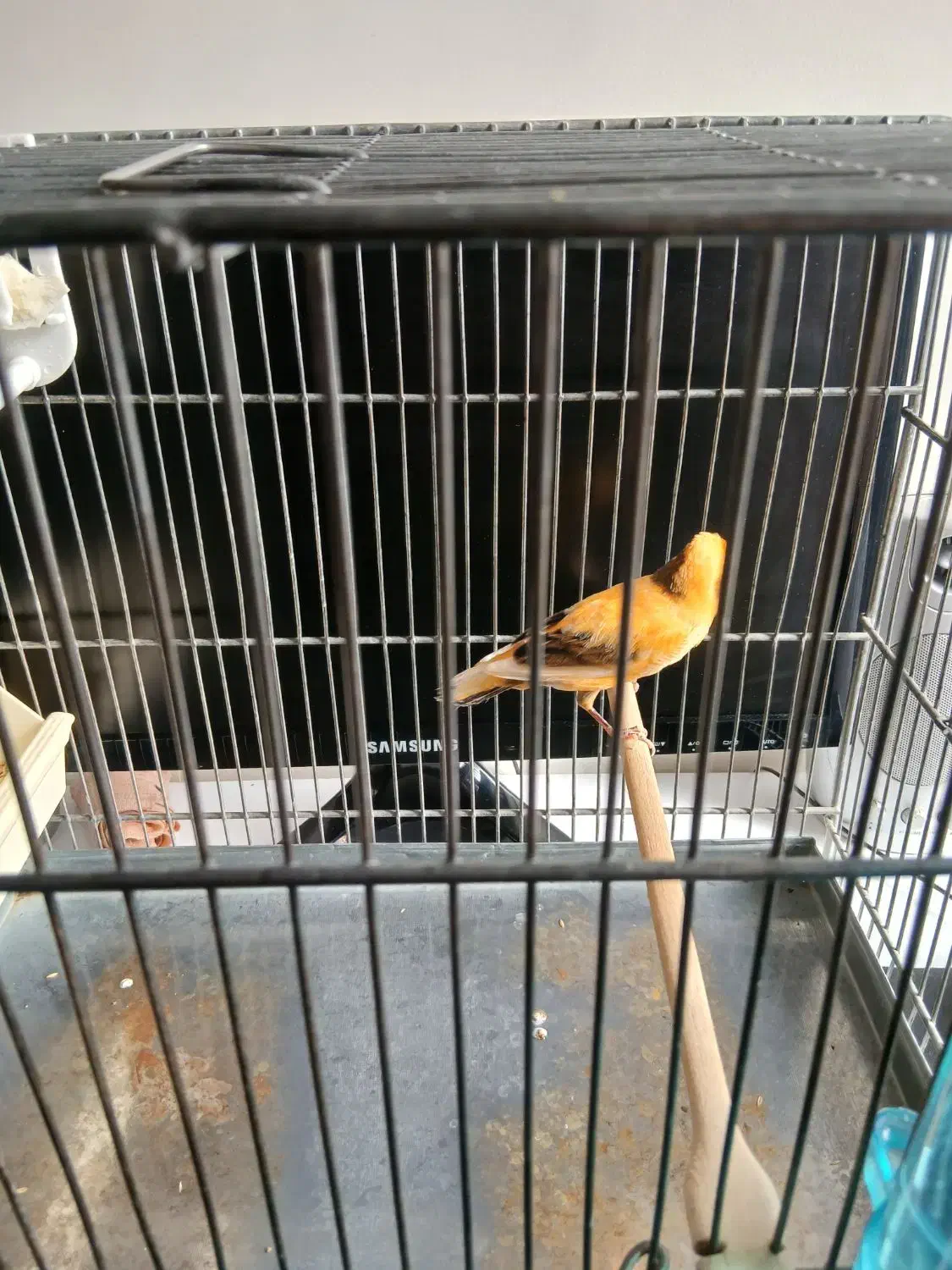 قناری|پرنده|تهران, بریانک|دیوار