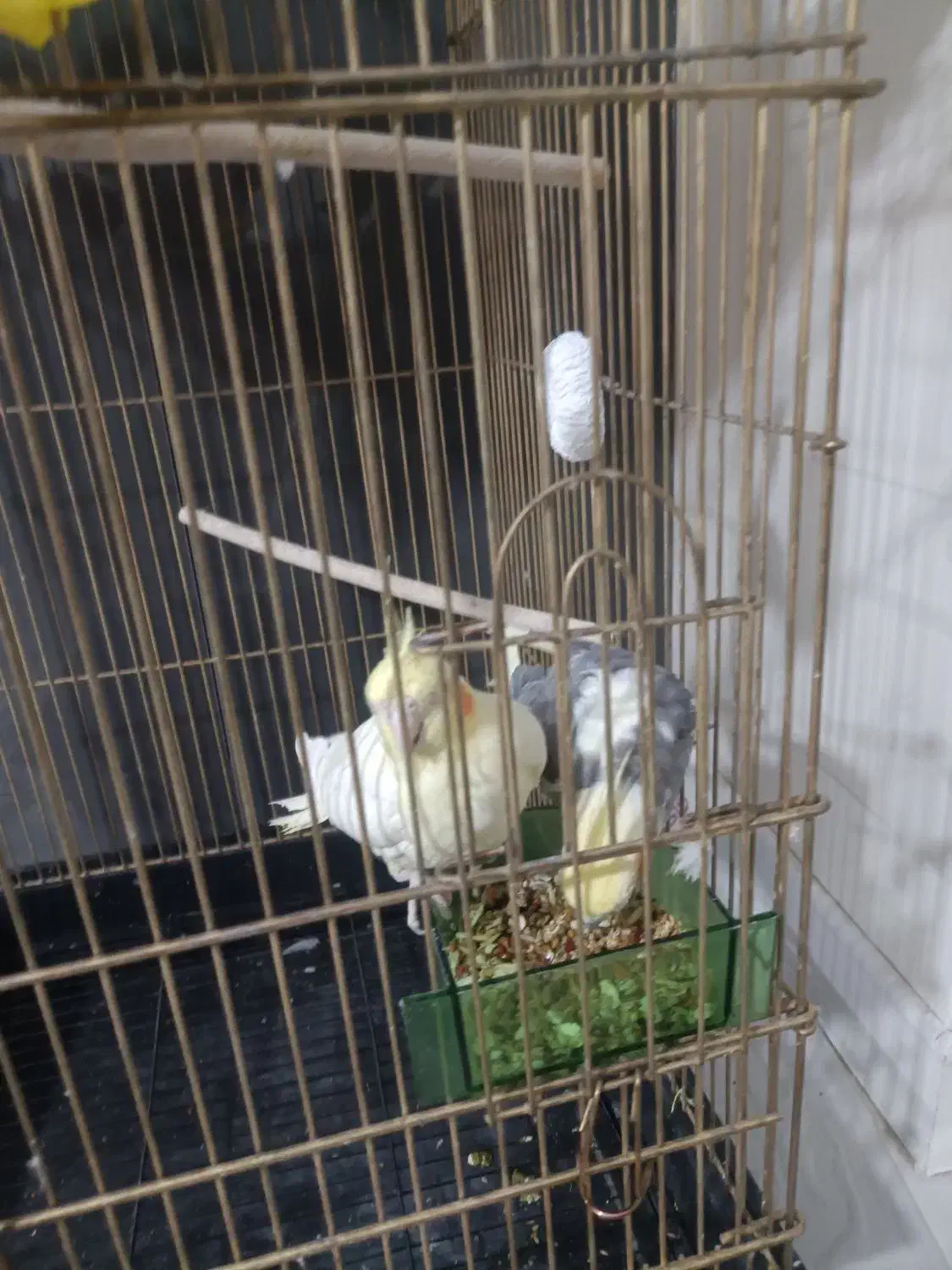 عروس هلندی مولد|پرنده|شاهین‌شهر, خانه کارگر|دیوار