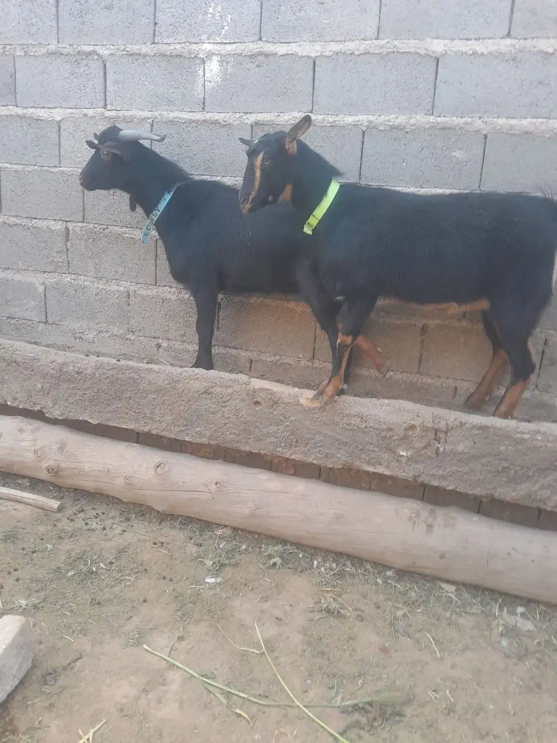 دوراس بزغاله نر و ماده مورسیا. فروشی|حیوانات مزرعه|تایباد, |دیوار