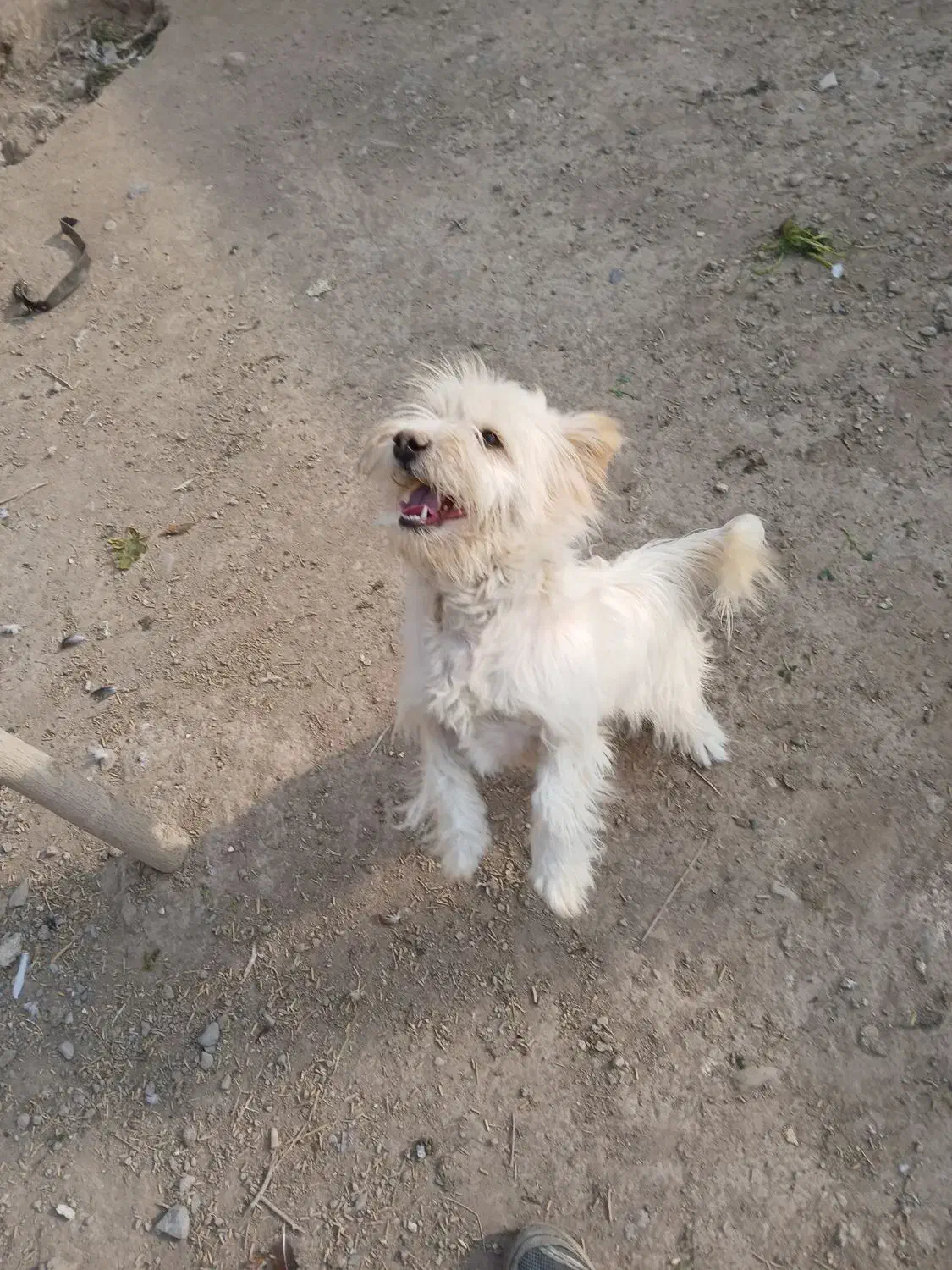 سگ پاکوتاه|سگ|مرند, |دیوار