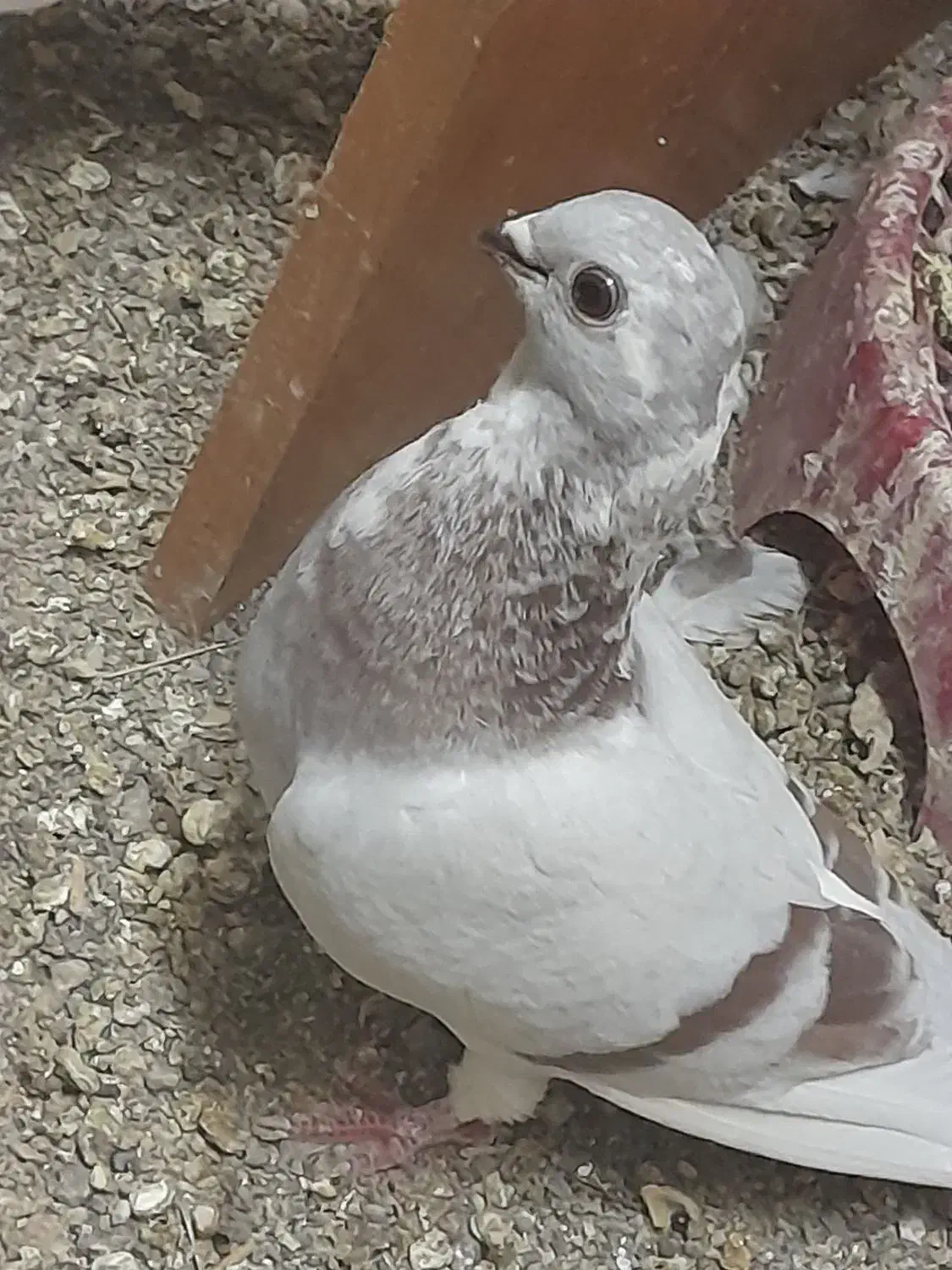 کبوتر ک ف ت ر|حراج|مشهد, محمدآباد|دیوار