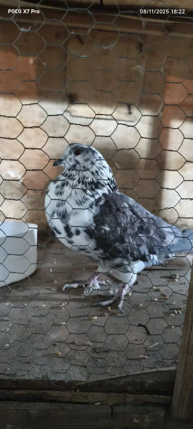 کفتر نر|پرنده|تهران, تهرانپارس شرقی|دیوار