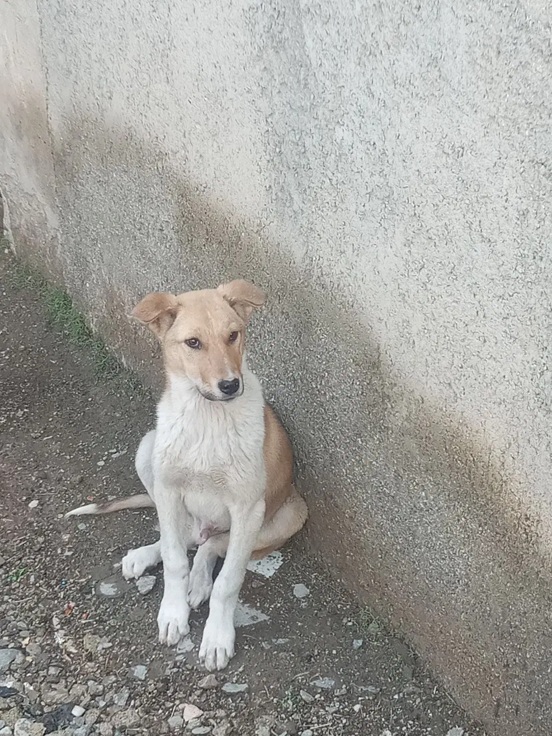 سگ‌ .|سگ|قروه, |دیوار