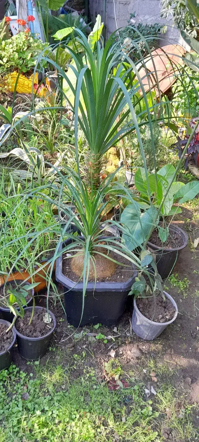 لیندا با گلدون بزرگ  و تمشک بدون خار|گل و گیاه طبیعی|خمام, |دیوار