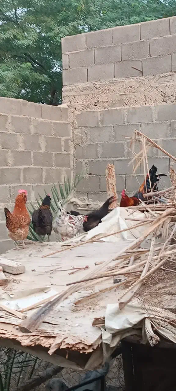 فروشی|حیوانات مزرعه|عسلویه, |دیوار