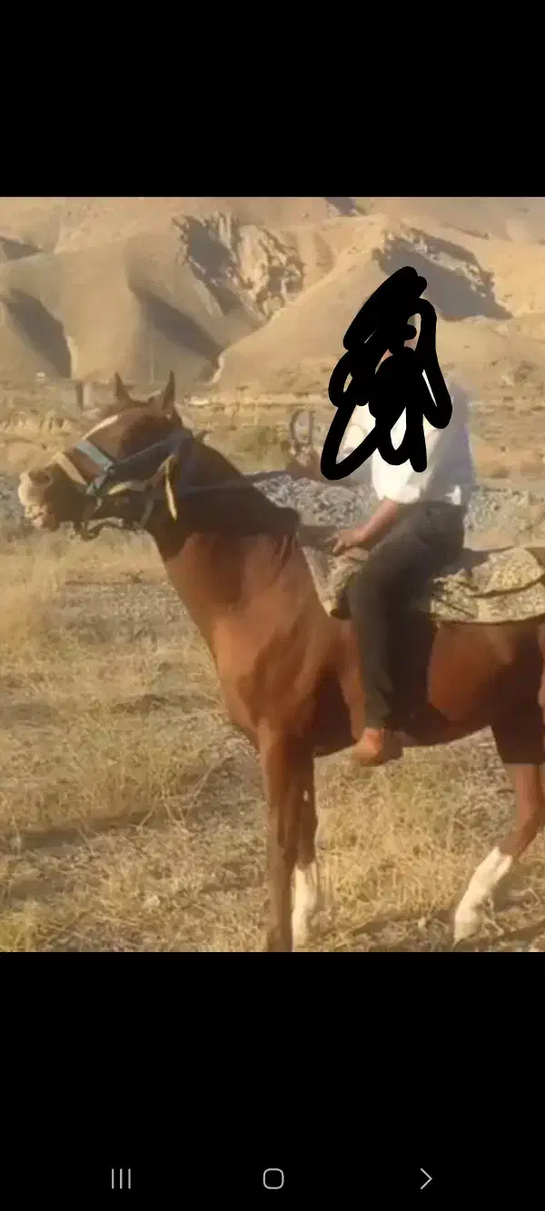 اسب کرد نریان عالی خوش هیکل یورقه|اسب و تجهیزات اسبسواری|تبریز, |دیوار