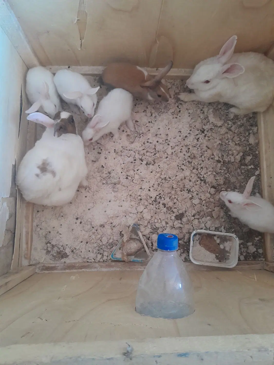 خرگوش|موش و خرگوش|کوه چنار, |دیوار