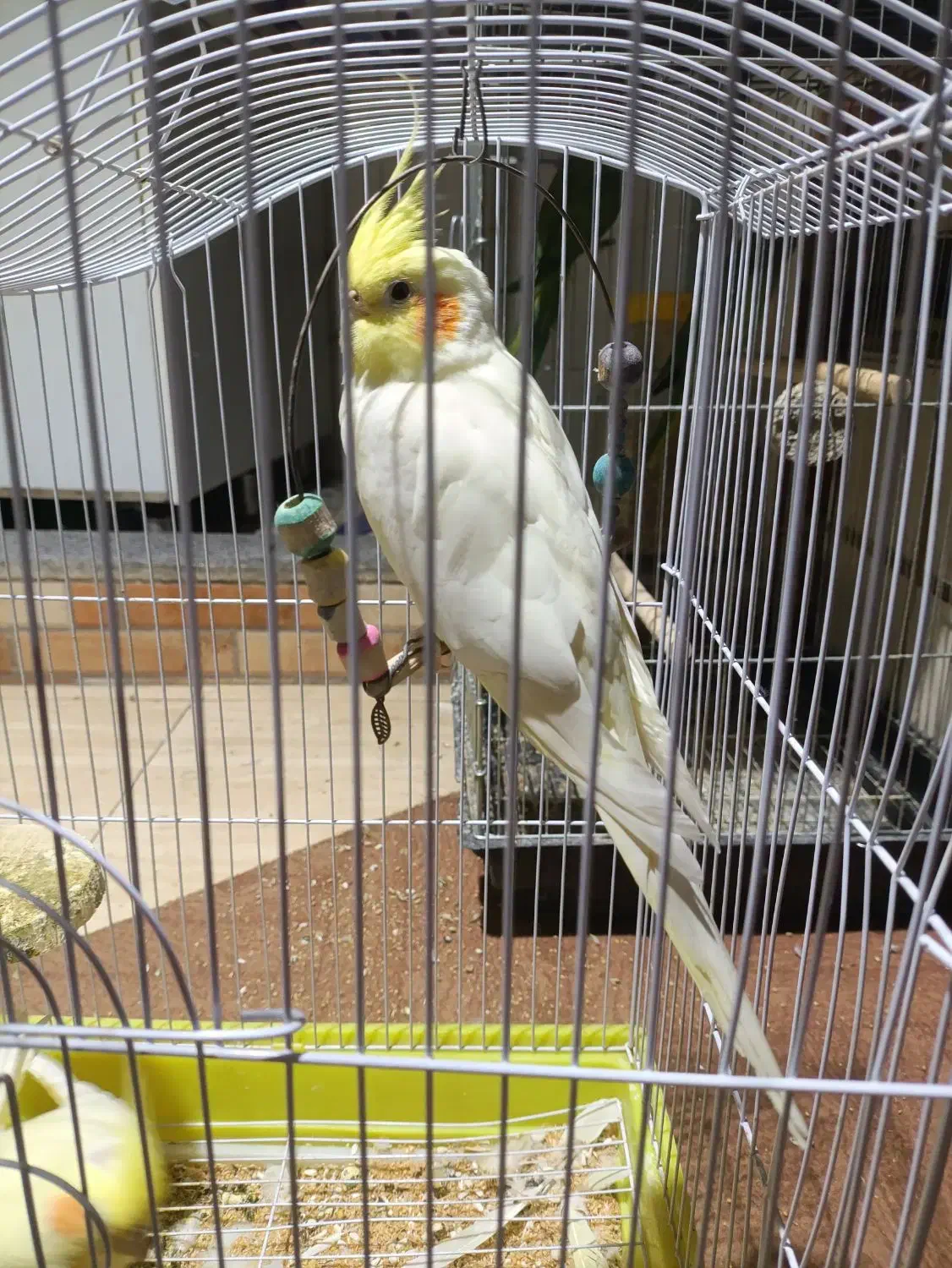 عروس هلندی ماده|پرنده|مراغه, |دیوار