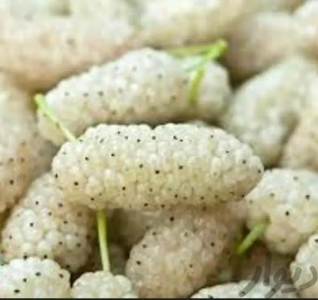 نهال توت .|گل و گیاه طبیعی|مشهد, کلاته برفی|دیوار