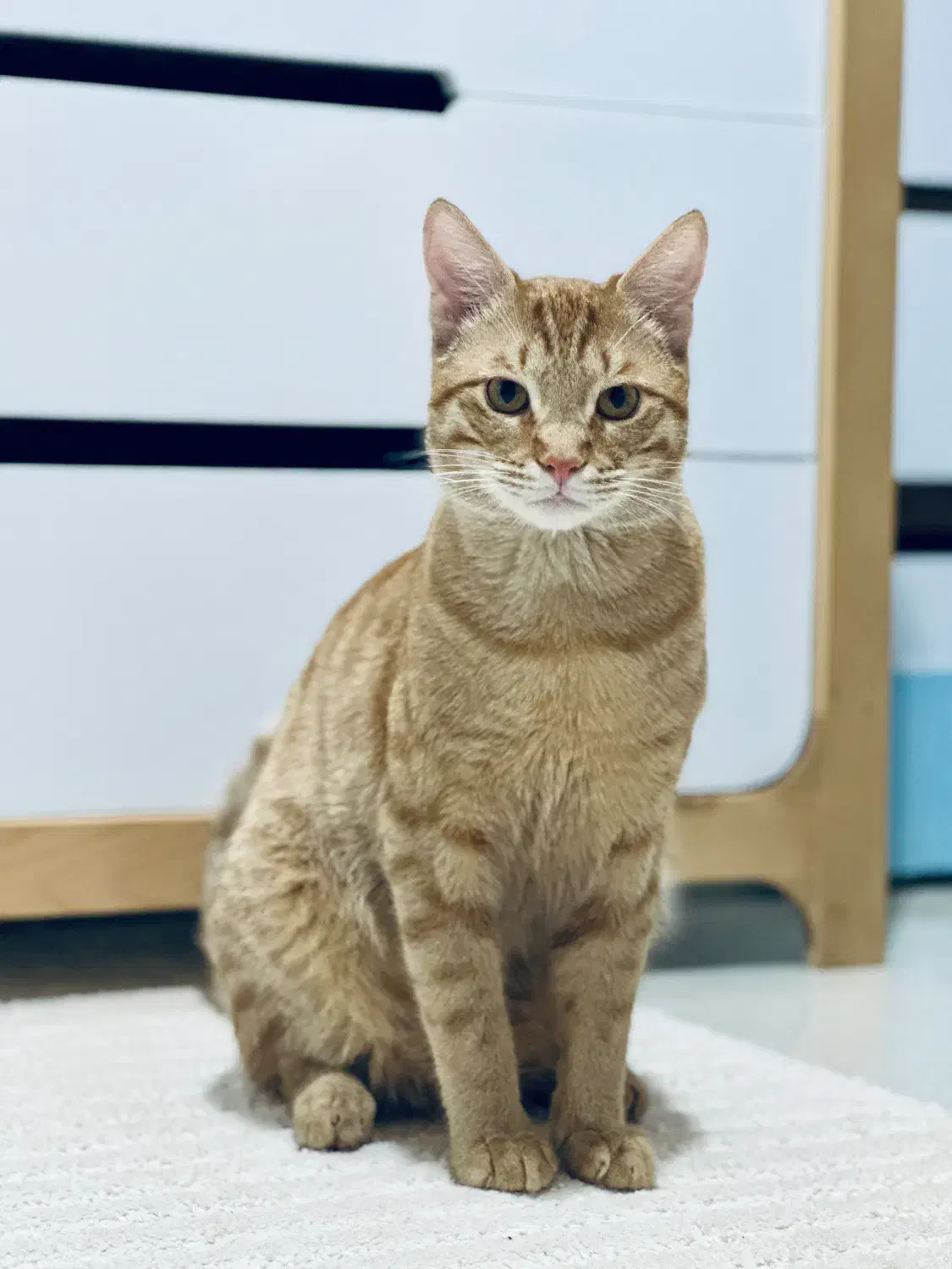 واگذاری گربه dsh|گربه|لنگرود, |دیوار