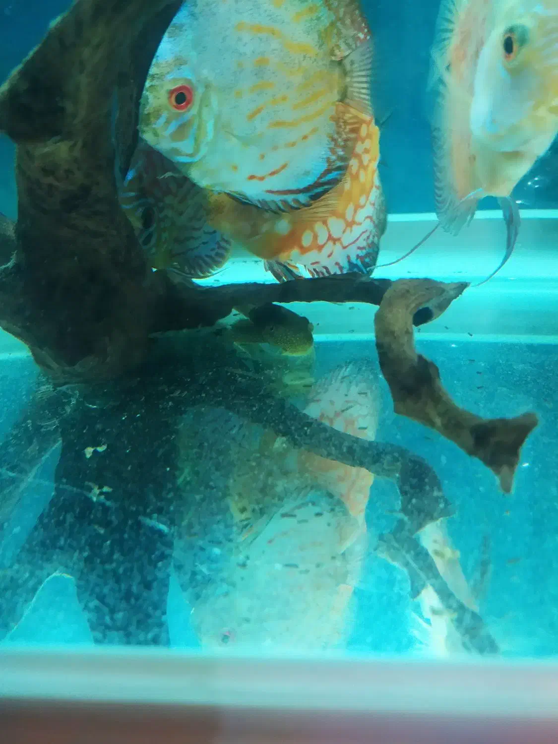 دیسکس|ماهی|کرج, باغستان|دیوار