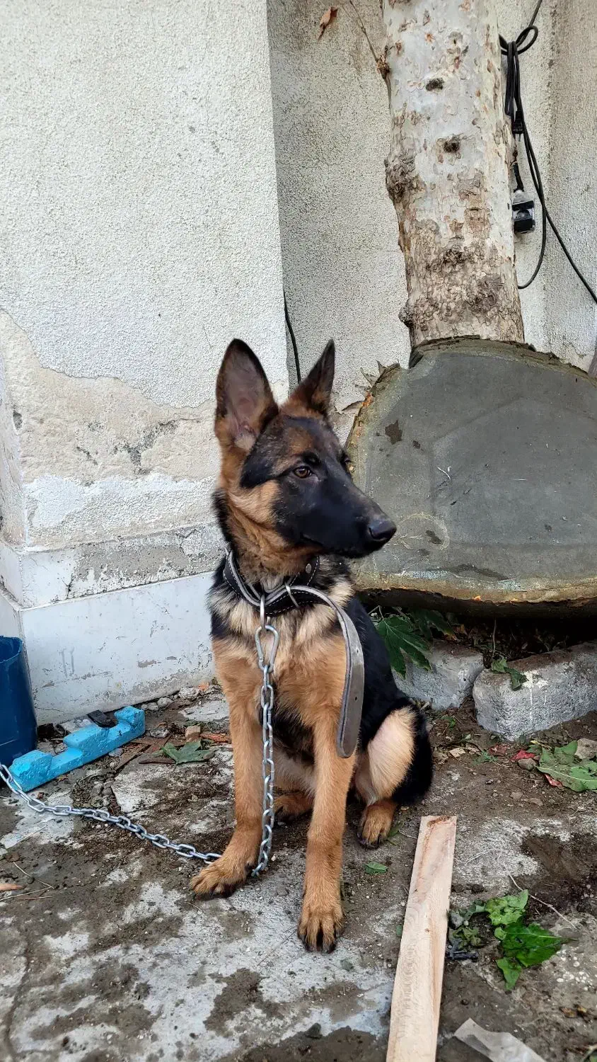 سگ ژرمن اصیل|سگ|هشتگرد, شهرک اقدسیه|دیوار