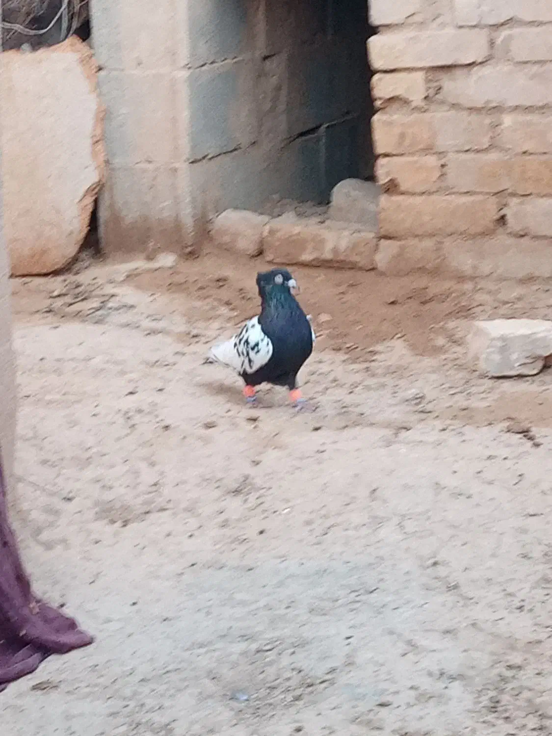 کبوتر|پرنده|قوچان, |دیوار