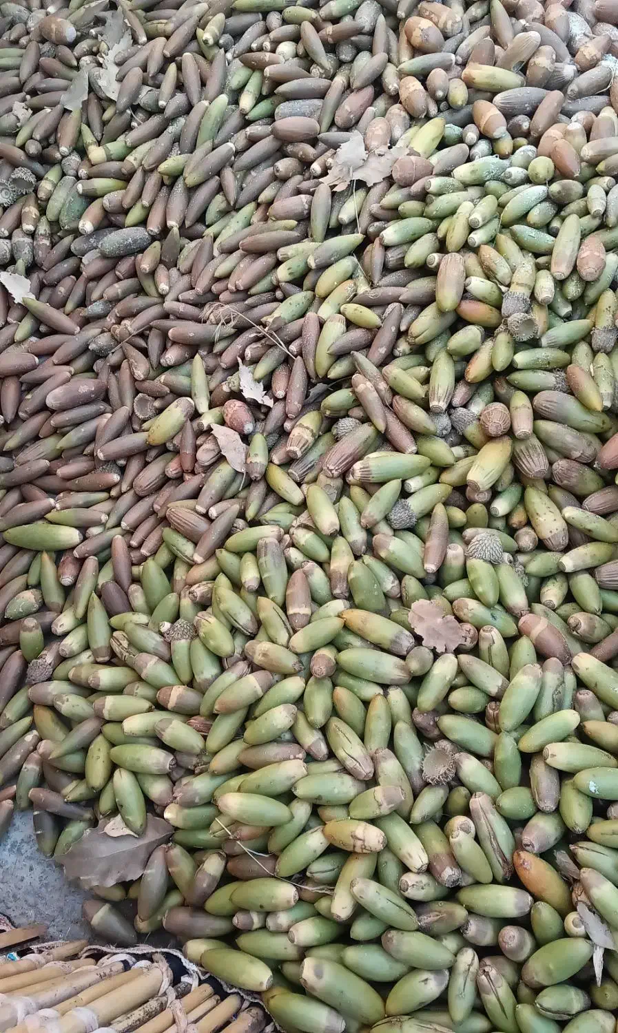 بلوط درجه 1ودرشت|عمده‌فروشی|بدره, |دیوار