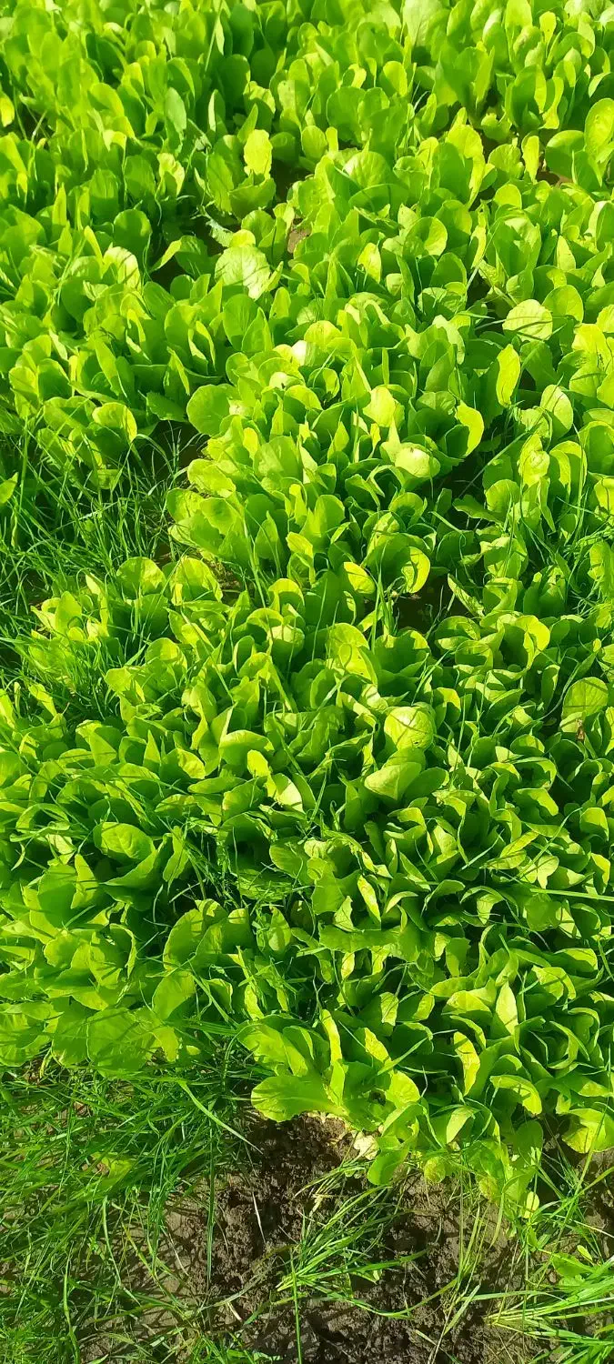 نشا   کاهو پیچ|گل و گیاه طبیعی|تاتار علیا, |دیوار