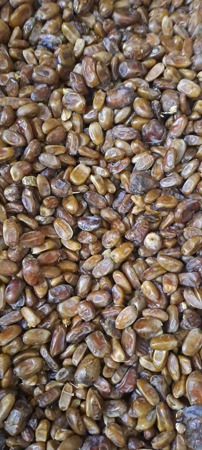 خرمای بی هسته درجه یک|خوردنی و آشامیدنی|قم, وادی السلام|دیوار