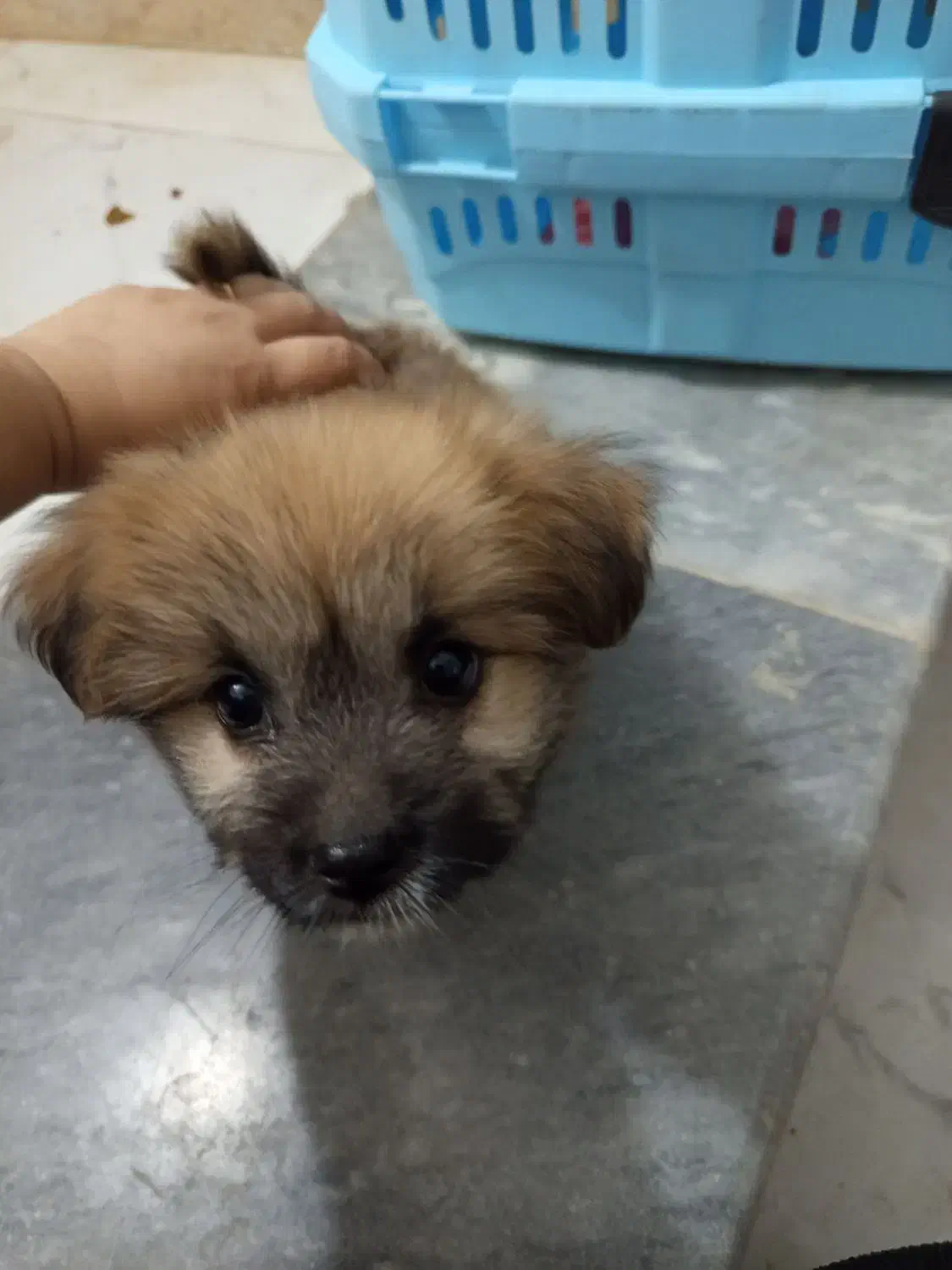 دو میلیون|سگ|وحیدیه, |دیوار