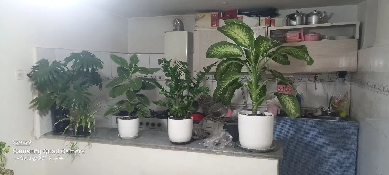 گل های اپارتمانی|گل و گیاه طبیعی|بجنورد, |دیوار